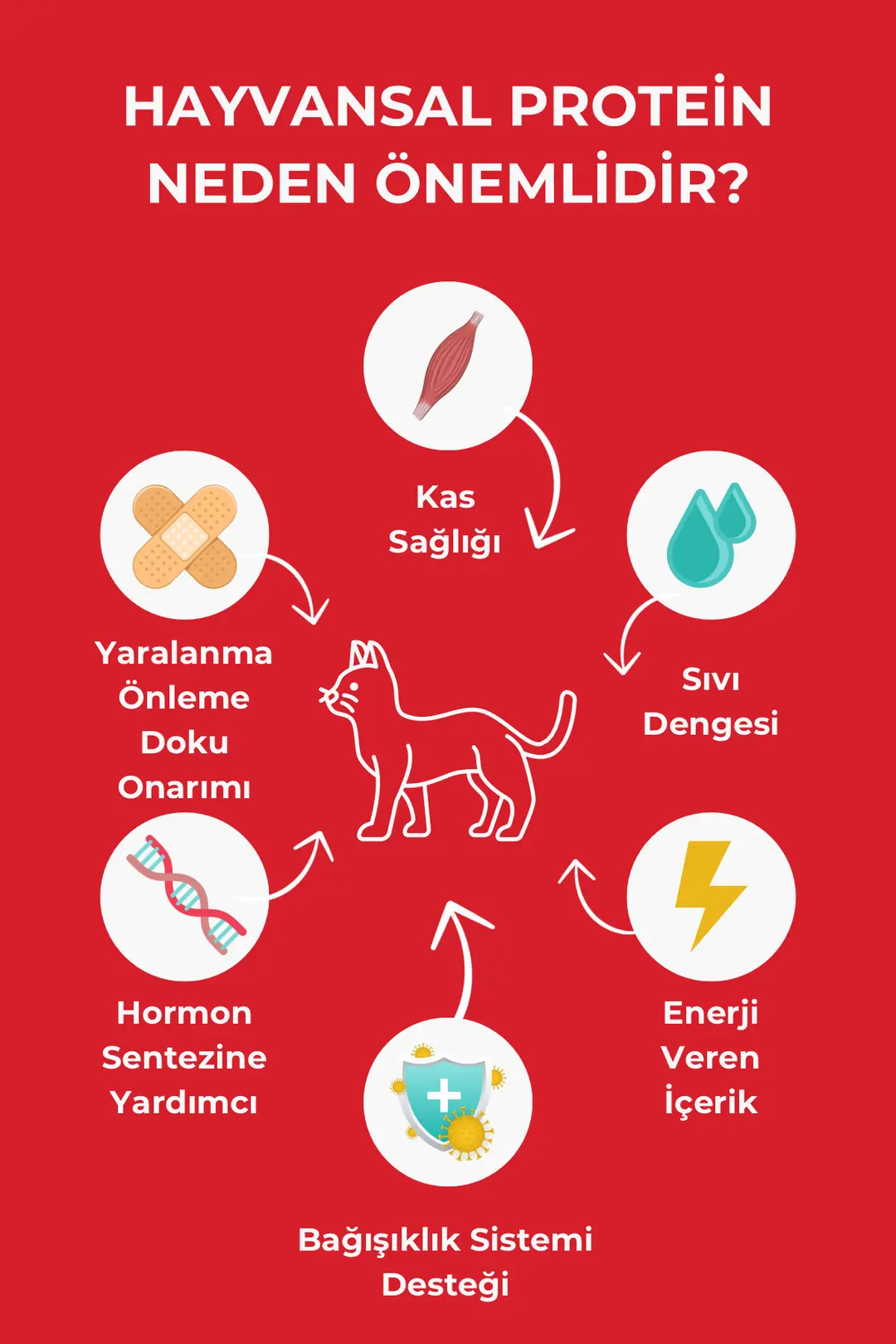 Kuzu Etli Yetişkin Kedi Maması 1.5kg