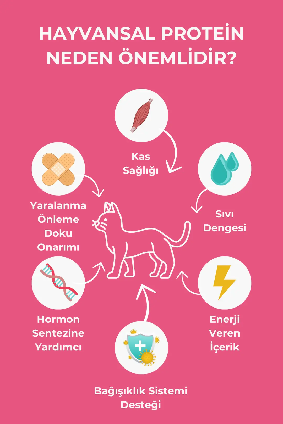 Tavuklu Yavru Kedi Maması 1.5 Kg